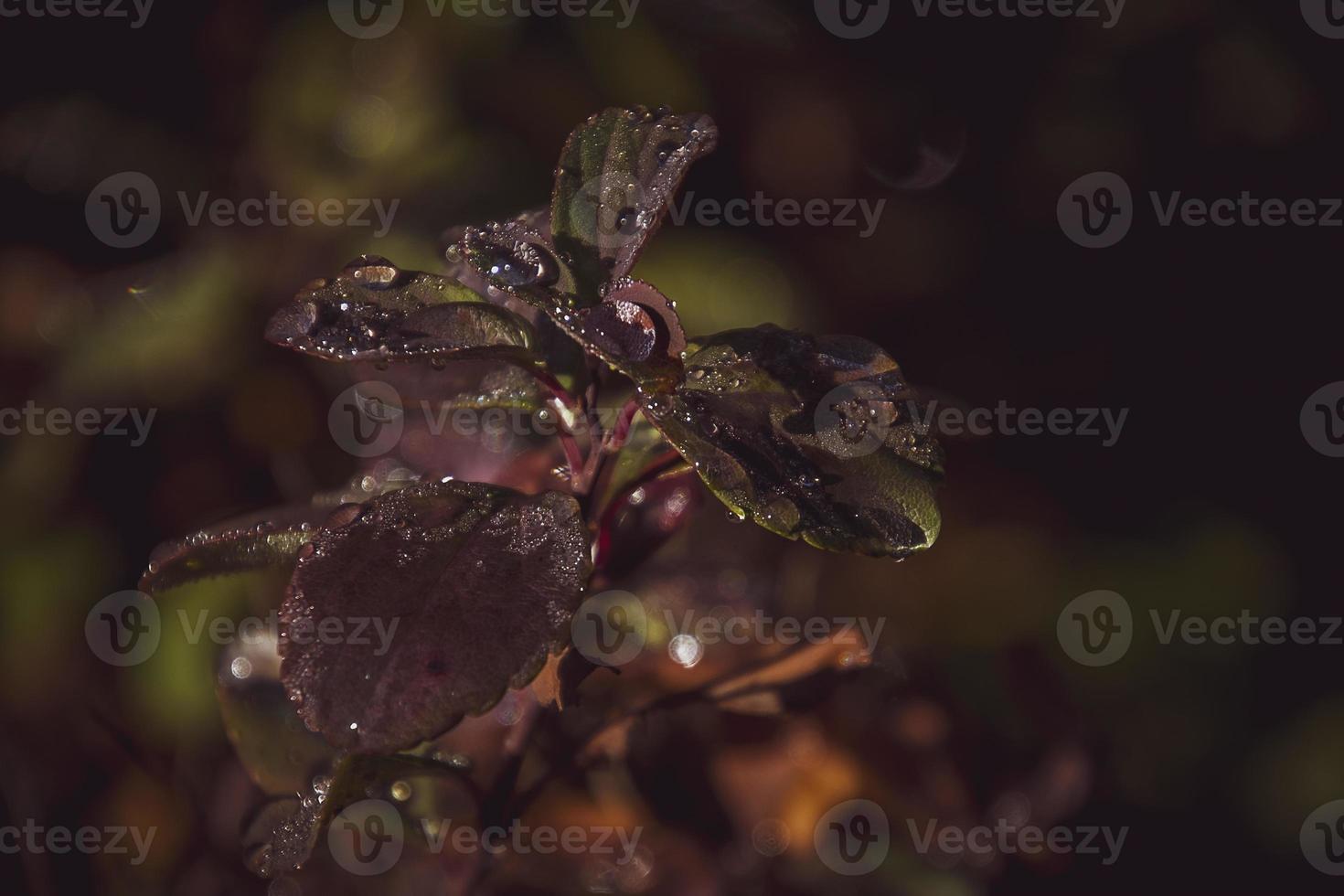 red leaves of a bush in the warm autumn sun after a cold rain photo