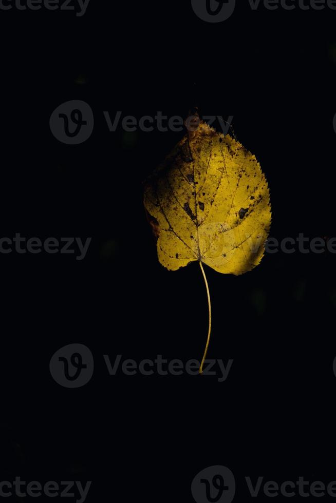 autumn leaves on a tree branch lit by warm gentle autumn sun photo