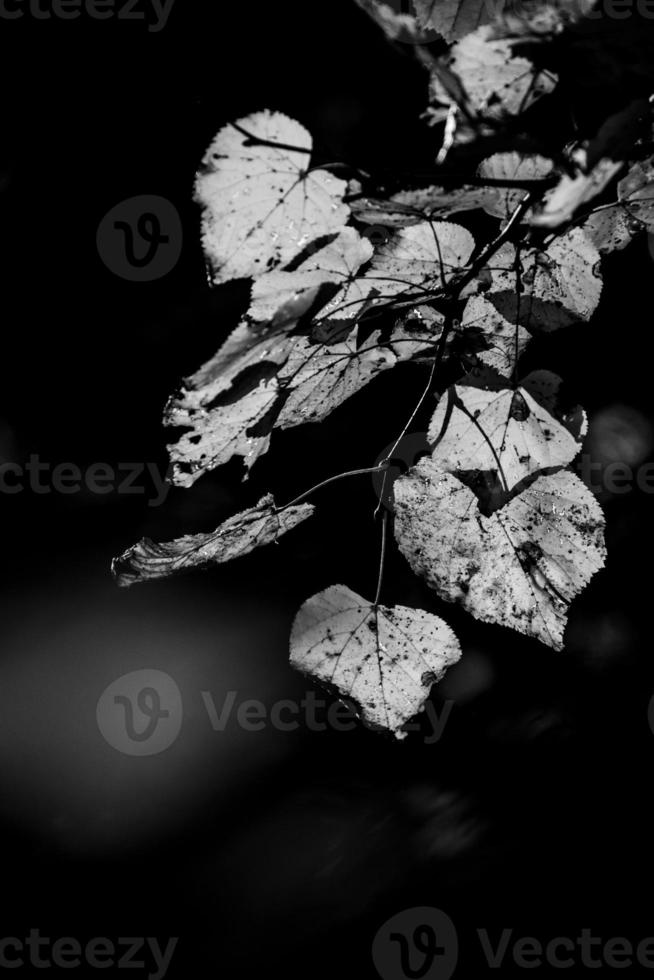 otoño hojas en un árbol rama iluminado por calentar amable otoño Dom foto