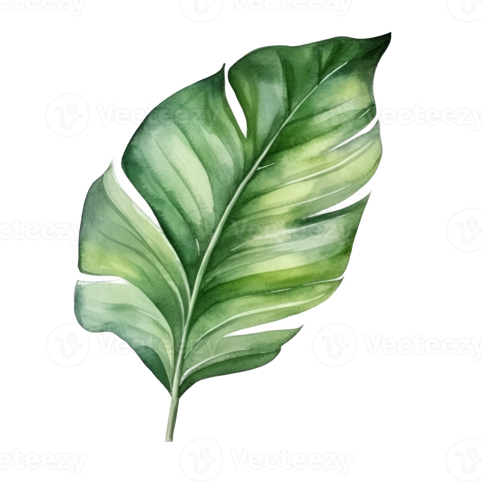 Tropical palm leaf watercolor. png