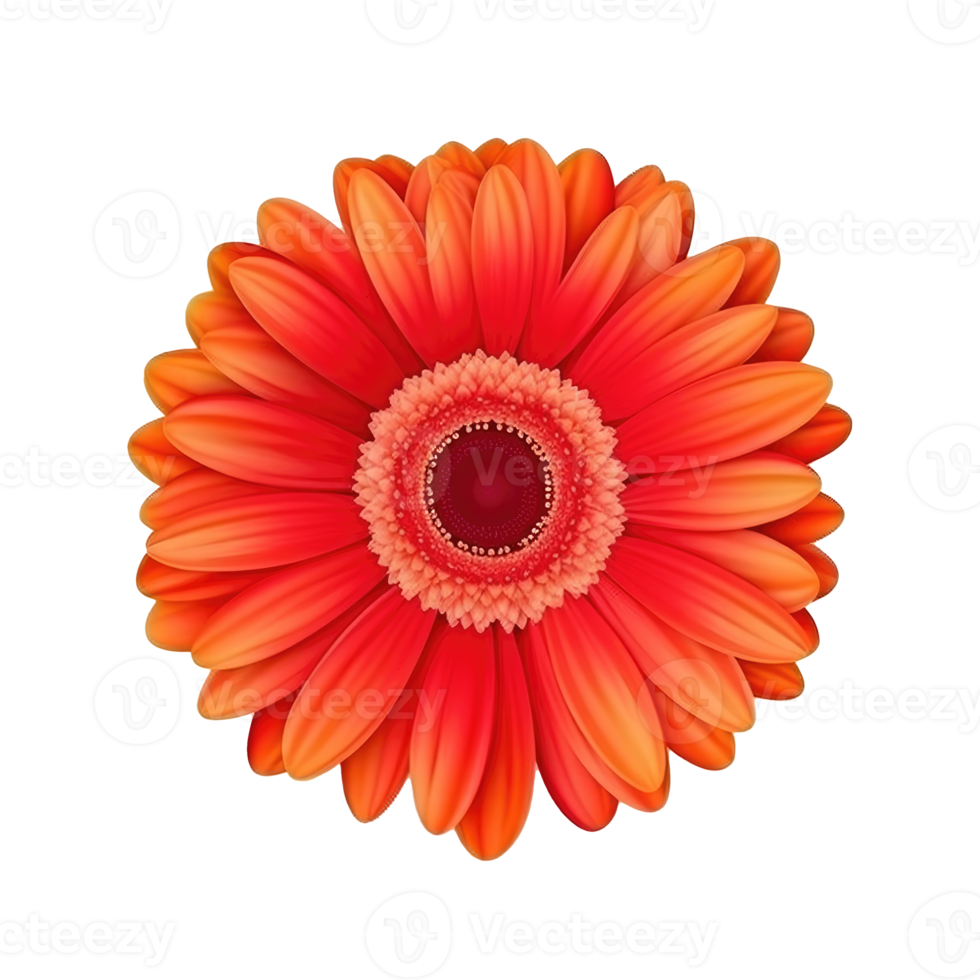 Gerbera flower hear isolated png