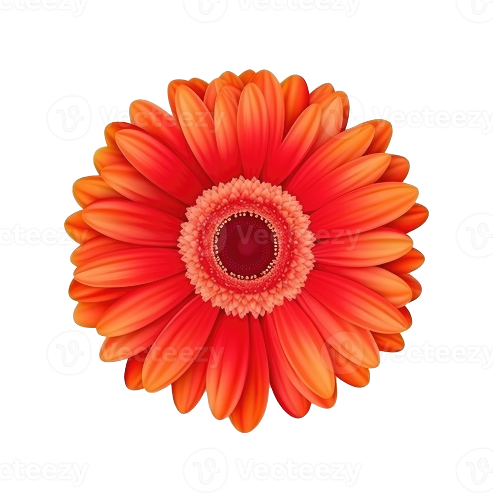 Gerbera Blume hören isoliert png