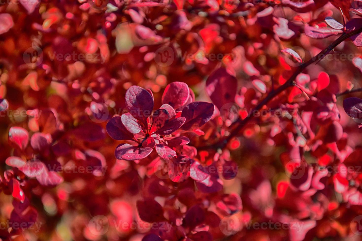 Red autumn leaves on a small tree photo