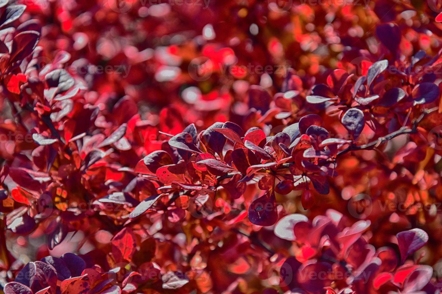 Red autumn leaves on a small tree photo