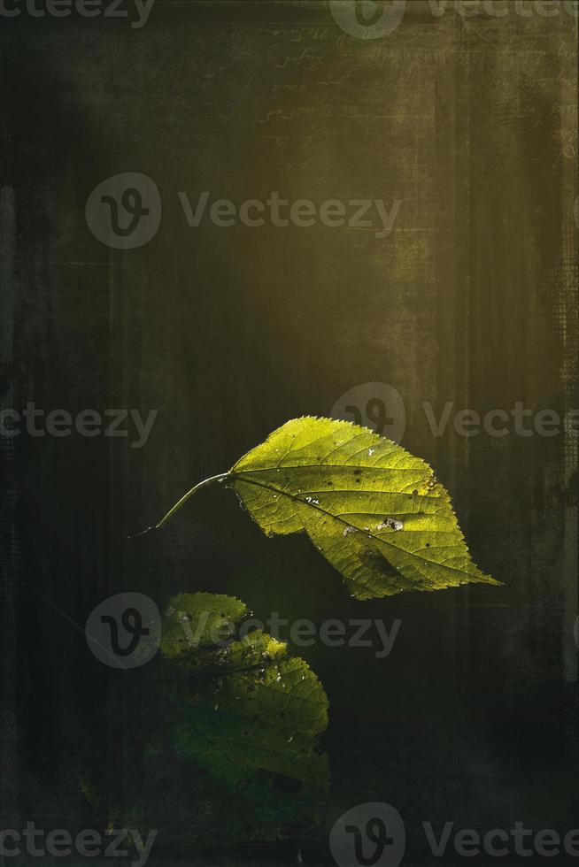 autumn leaves on a tree branch lit by warm gentle autumn sun photo