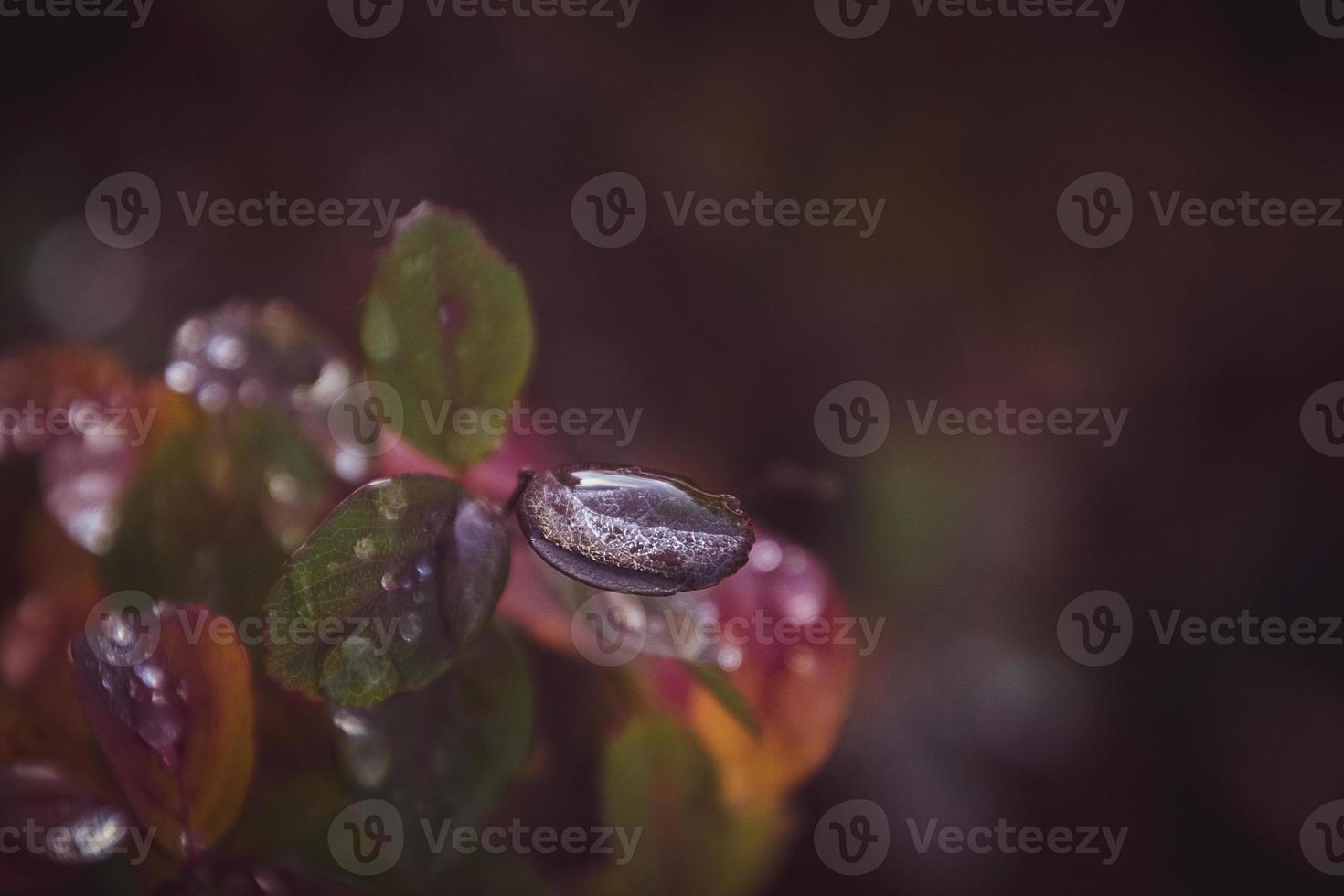 red leaves of a bush in the warm autumn sun after a cold rain photo