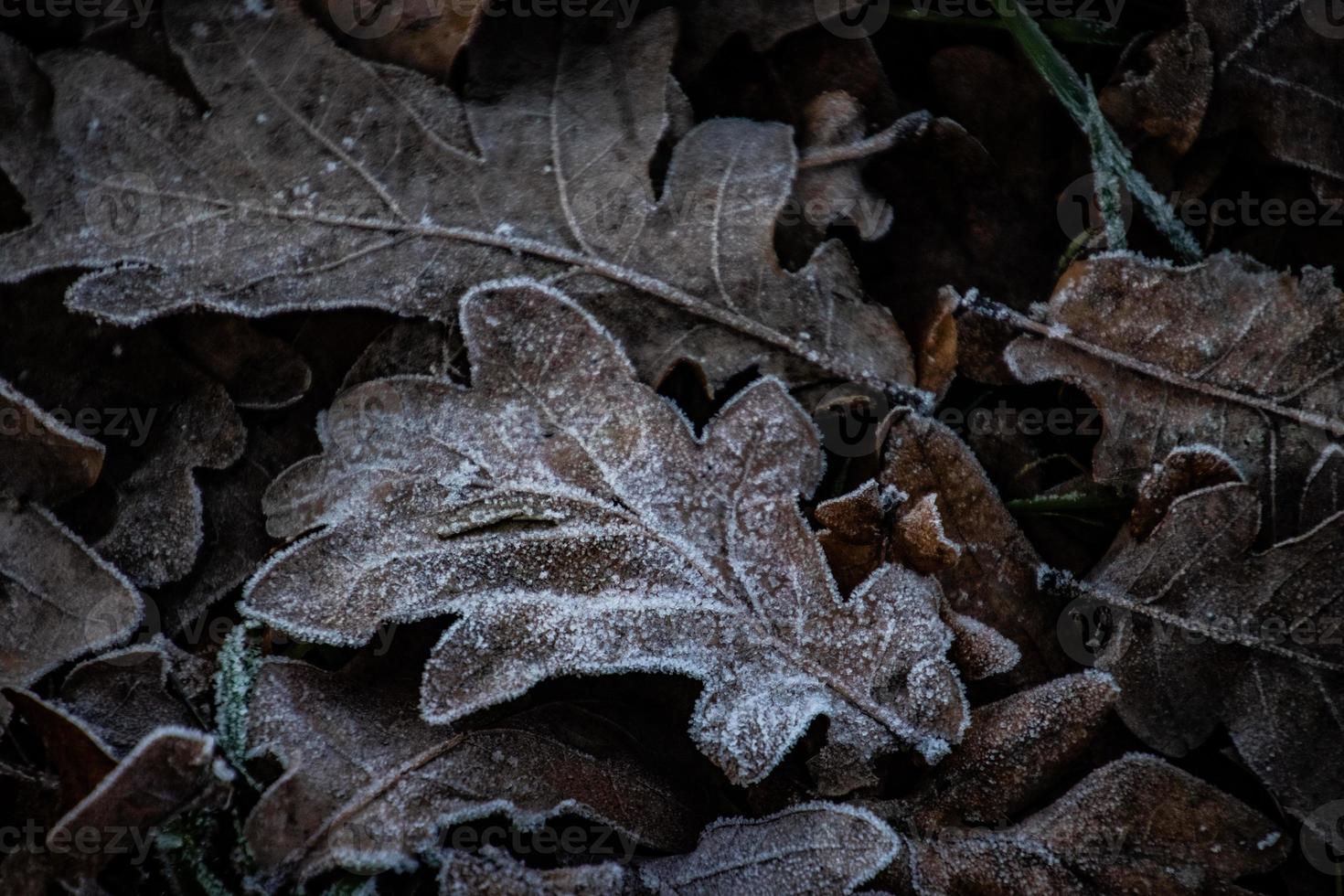 background of  autumn brown oak leaves covered with the first white frost photo