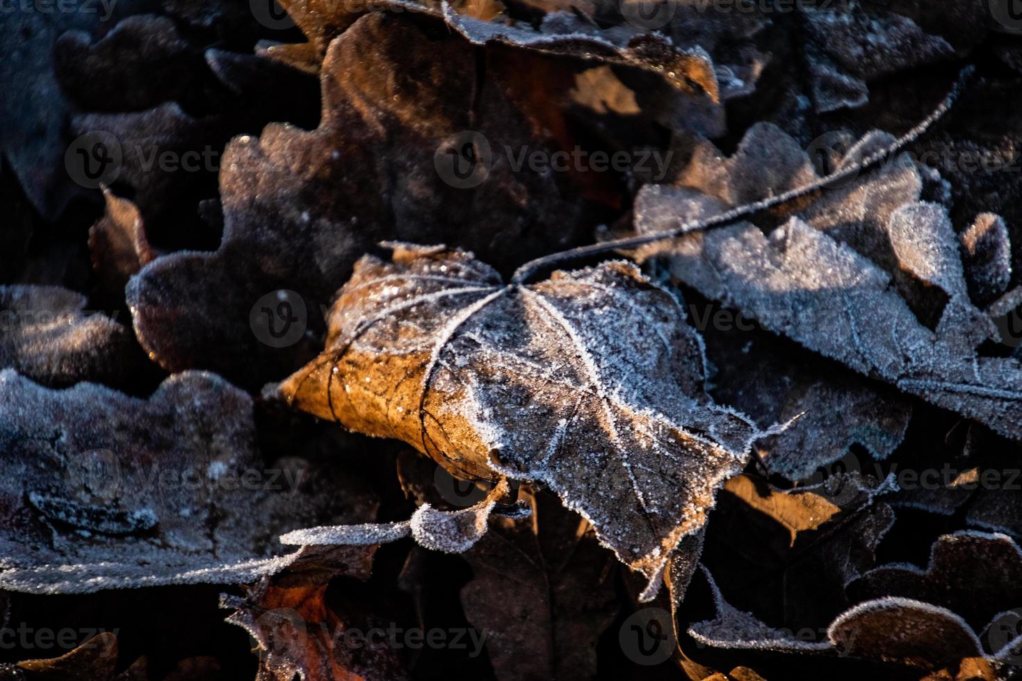 background of  autumn brown oak leaves covered with the first white frost photo