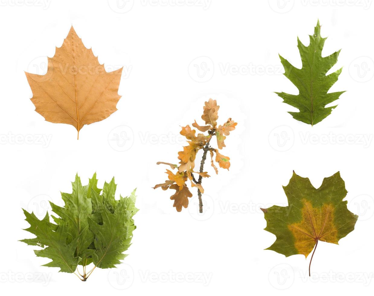 autumn leaf gold photo