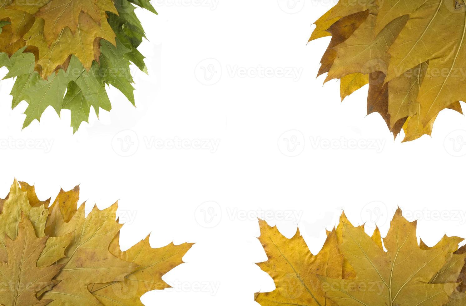 autumn leaf gold photo