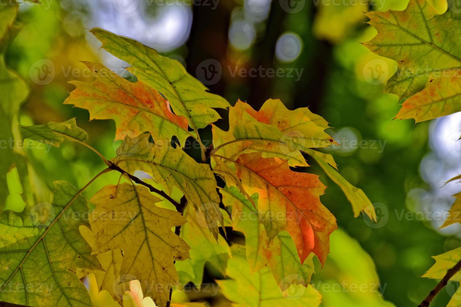 red autumn background of oak leaves on a blue sky background photo