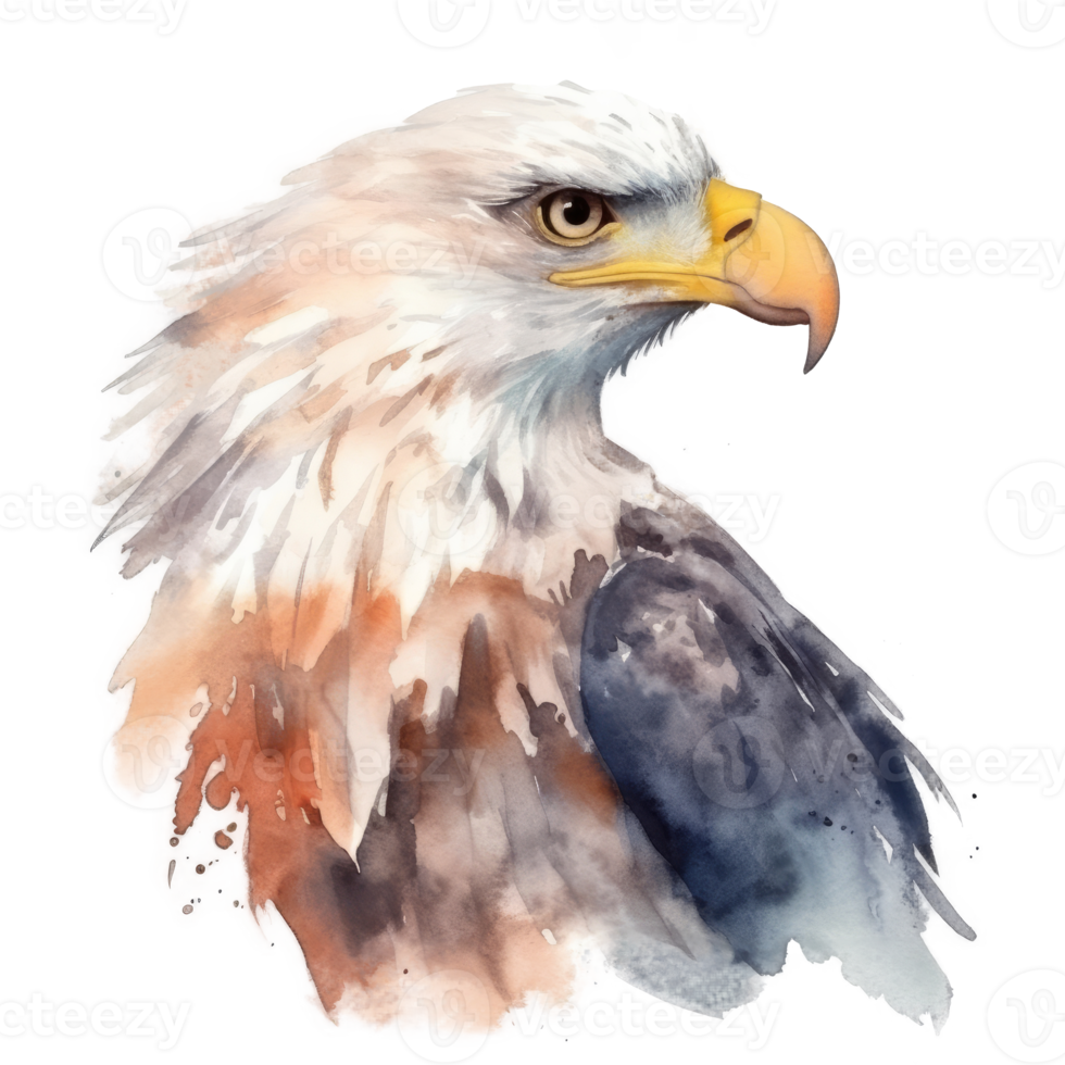 Watercolor eagle isolated. png