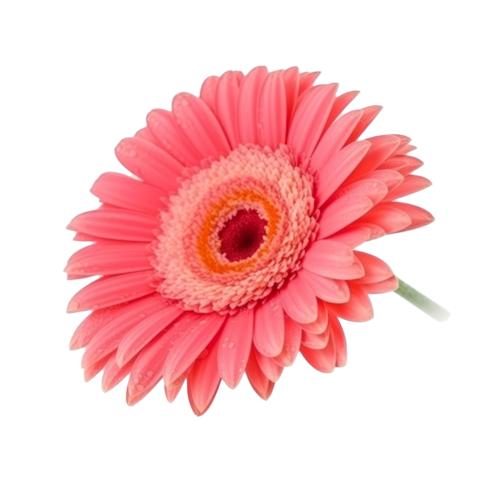 Gerbera flower isolated. png