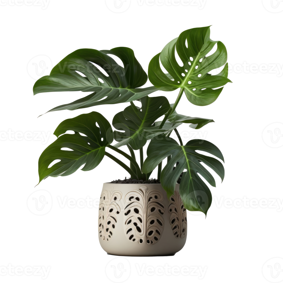 Accueil plante dans pot coupé png