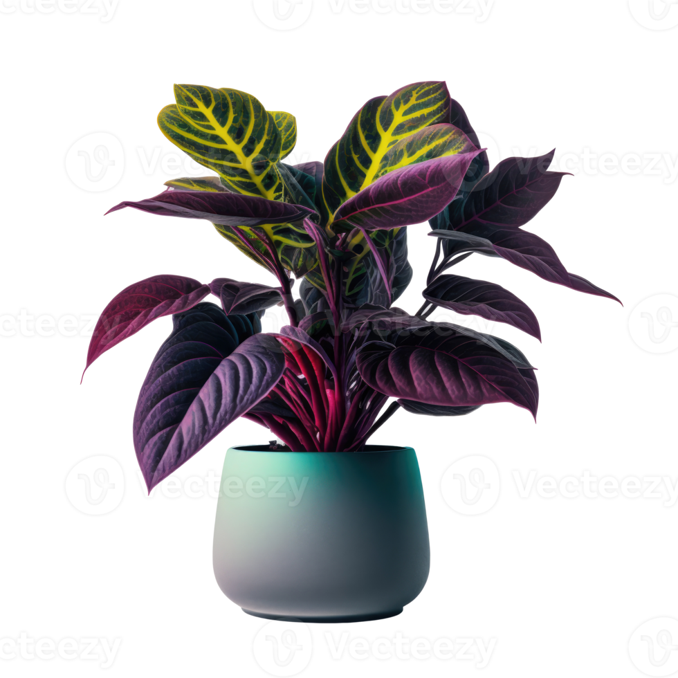 Home Plant in Pot cutout png