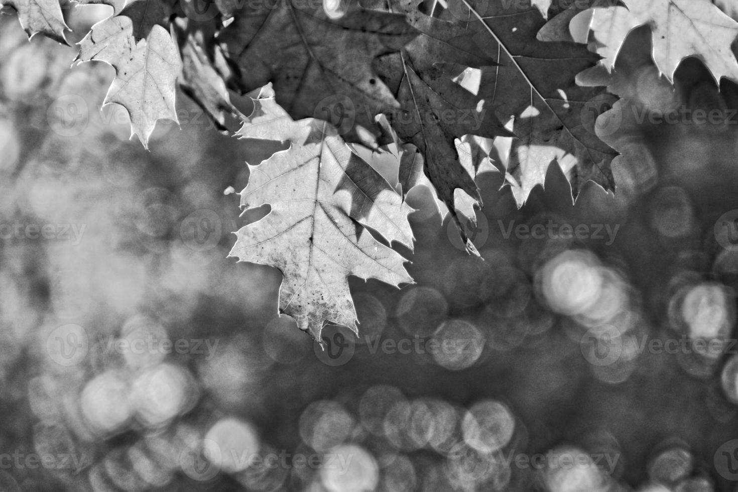 red autumn background of oak leaves on a blue sky background photo