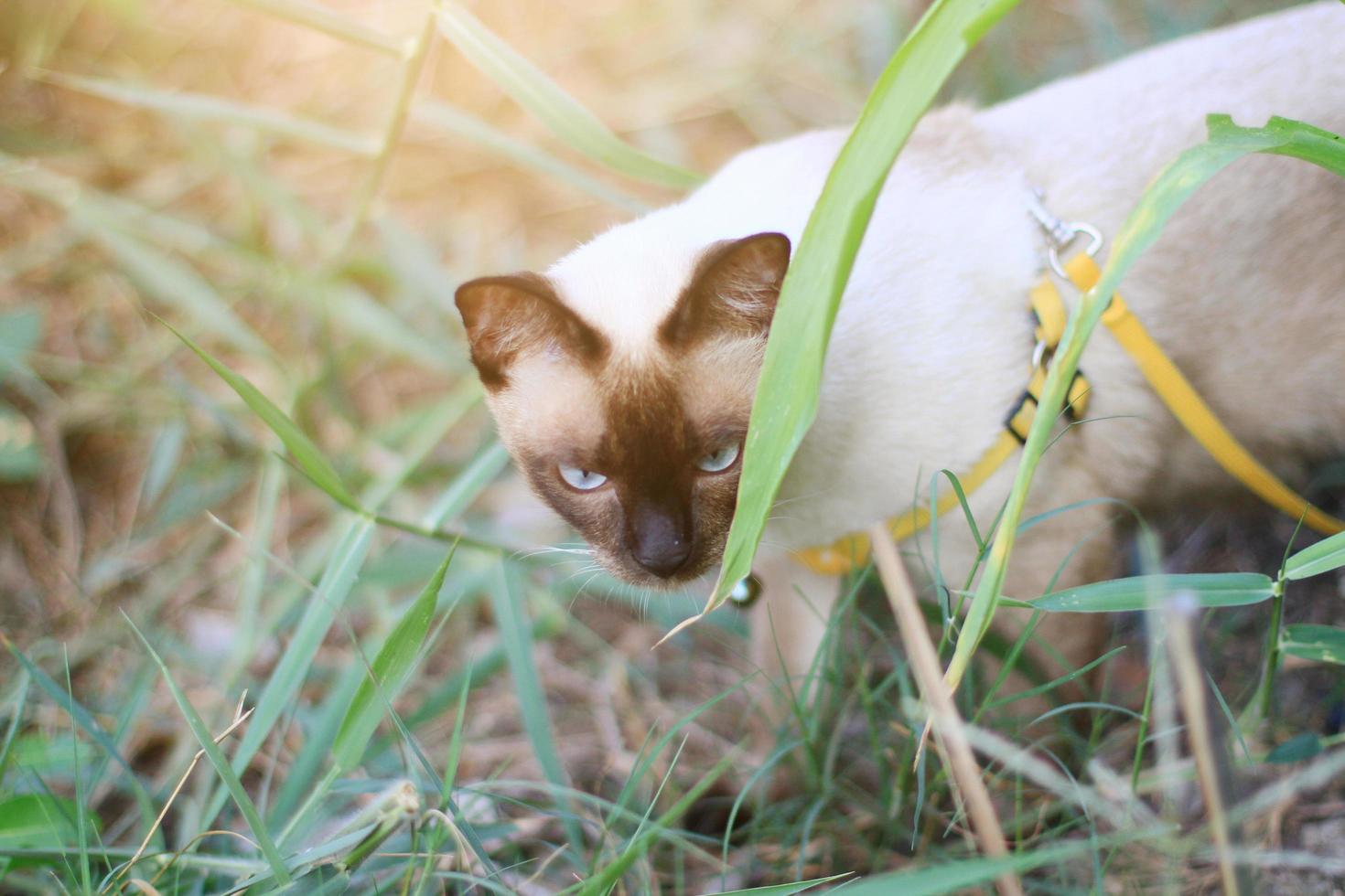 Siamese cat enjoy and relax on green grass with natural sunlight in garden photo