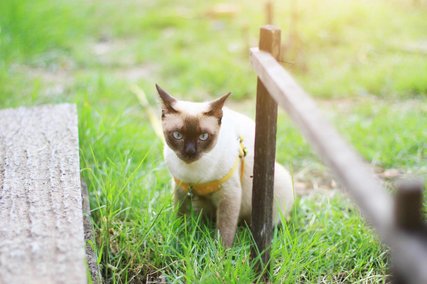 Siamese cat enjoy and relax on green grass with natural sunlight in garden photo