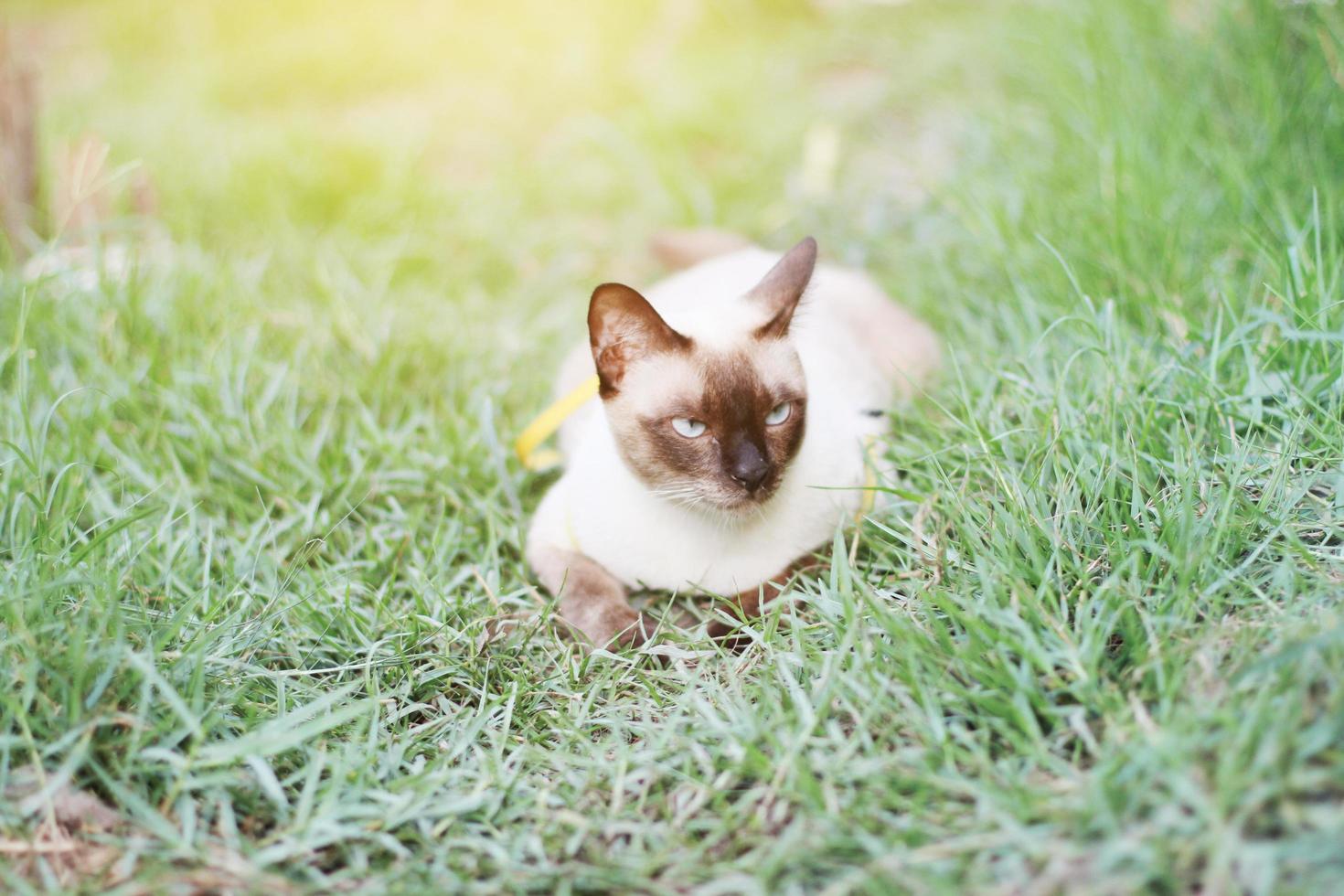 Siamese cat enjoy and relax on green grass with natural sunlight in garden photo