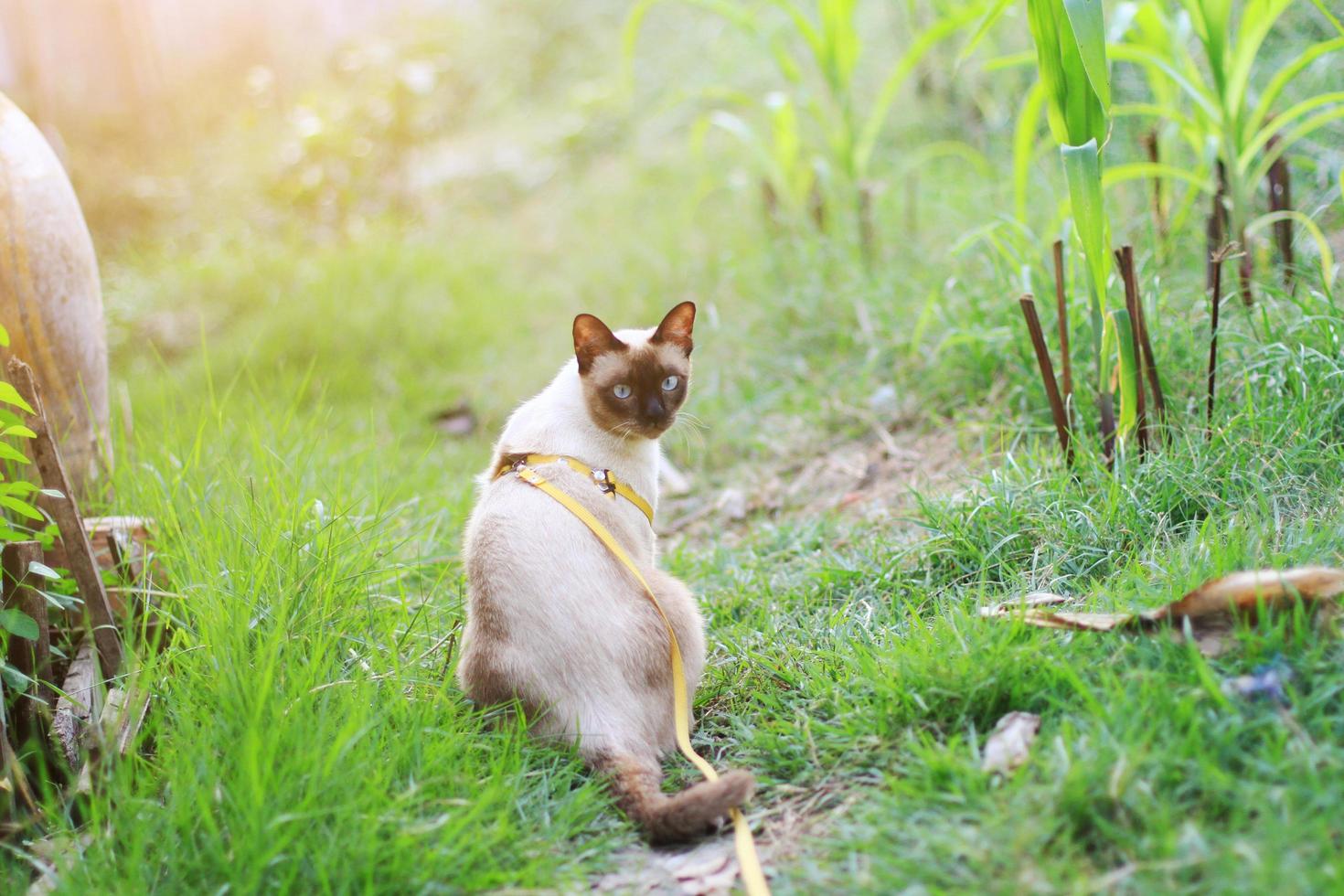 siamés gato disfrutar y relajarse en verde césped con natural luz de sol en jardín foto