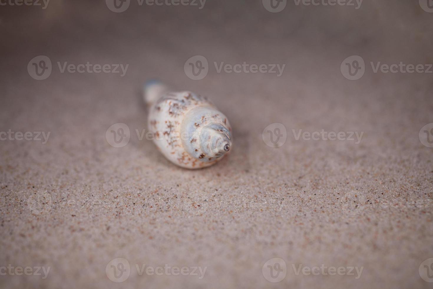 shell sand background photo