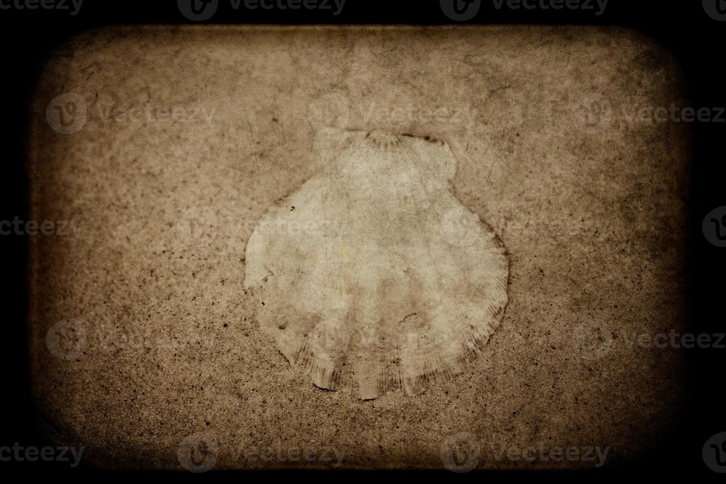 shell sand background photo