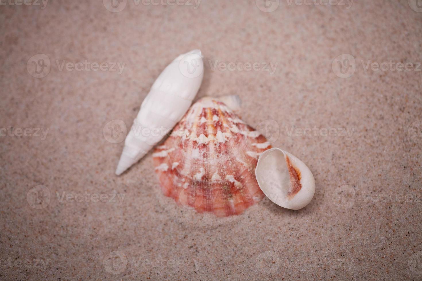 shell sand background photo