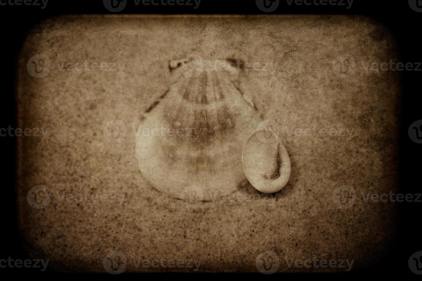 shell sand background photo