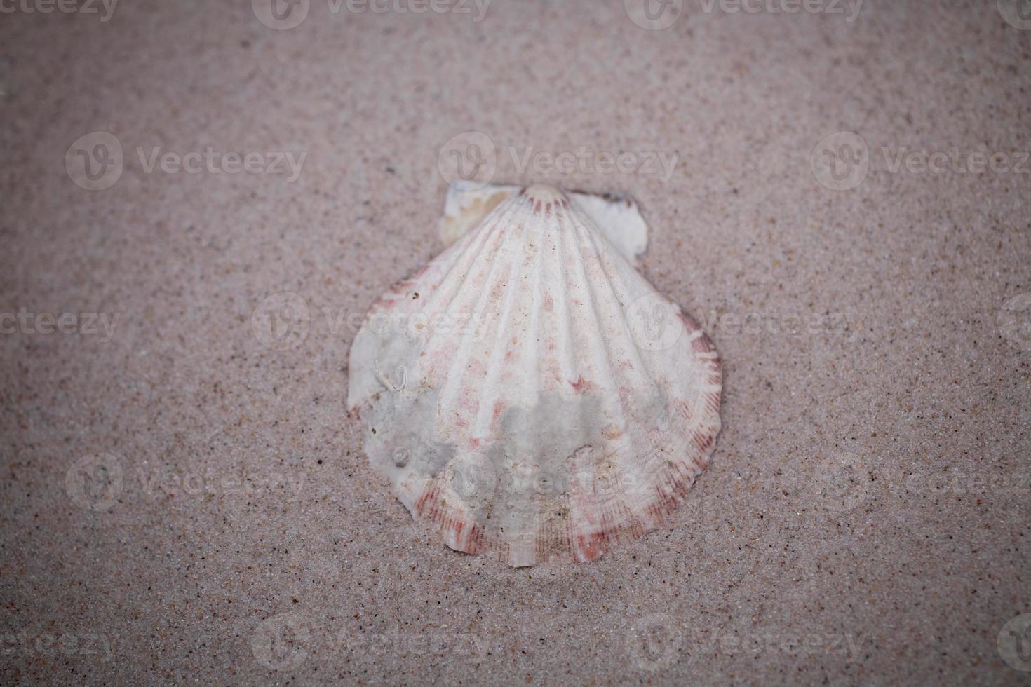 shell sand background photo