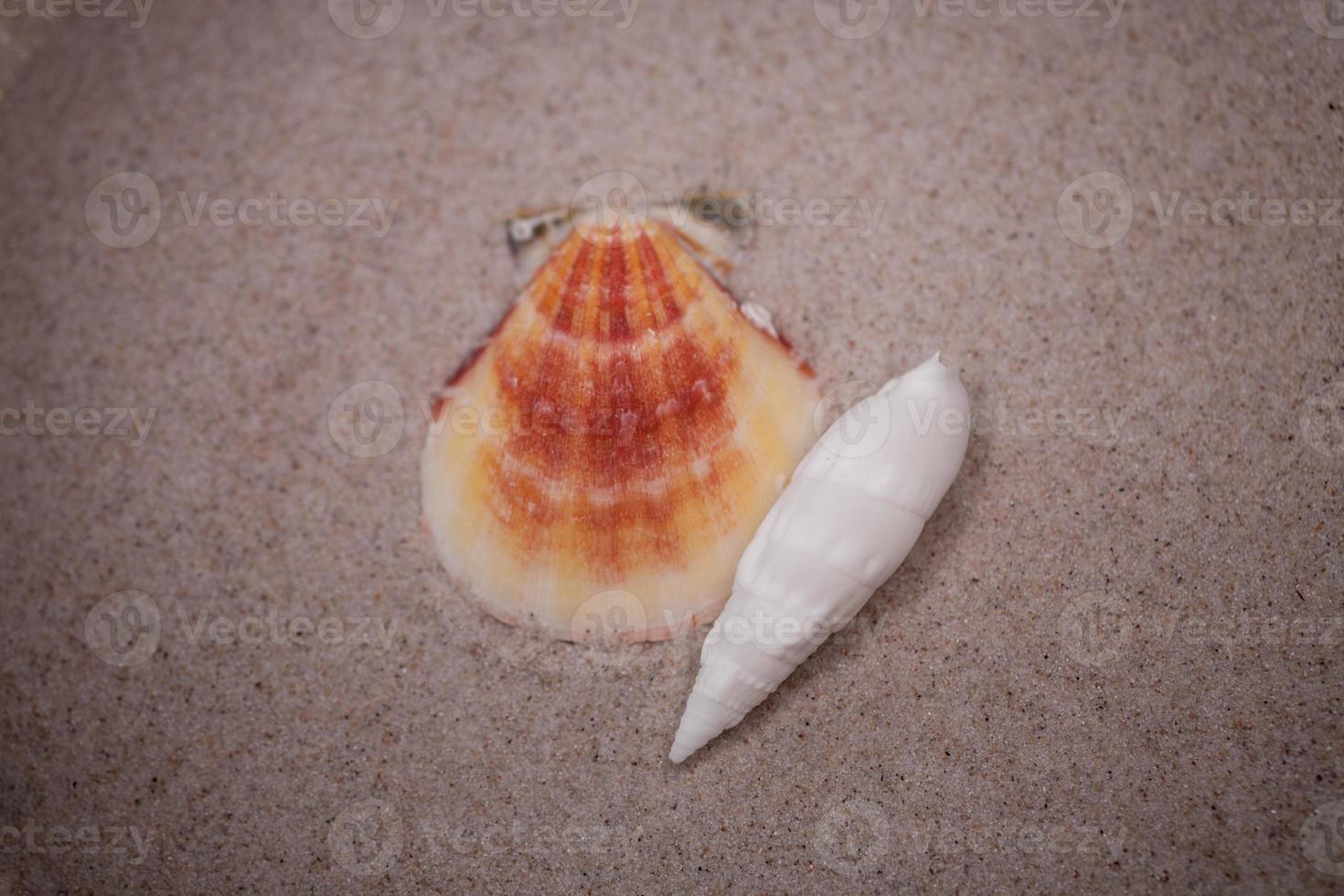 shell sand background photo