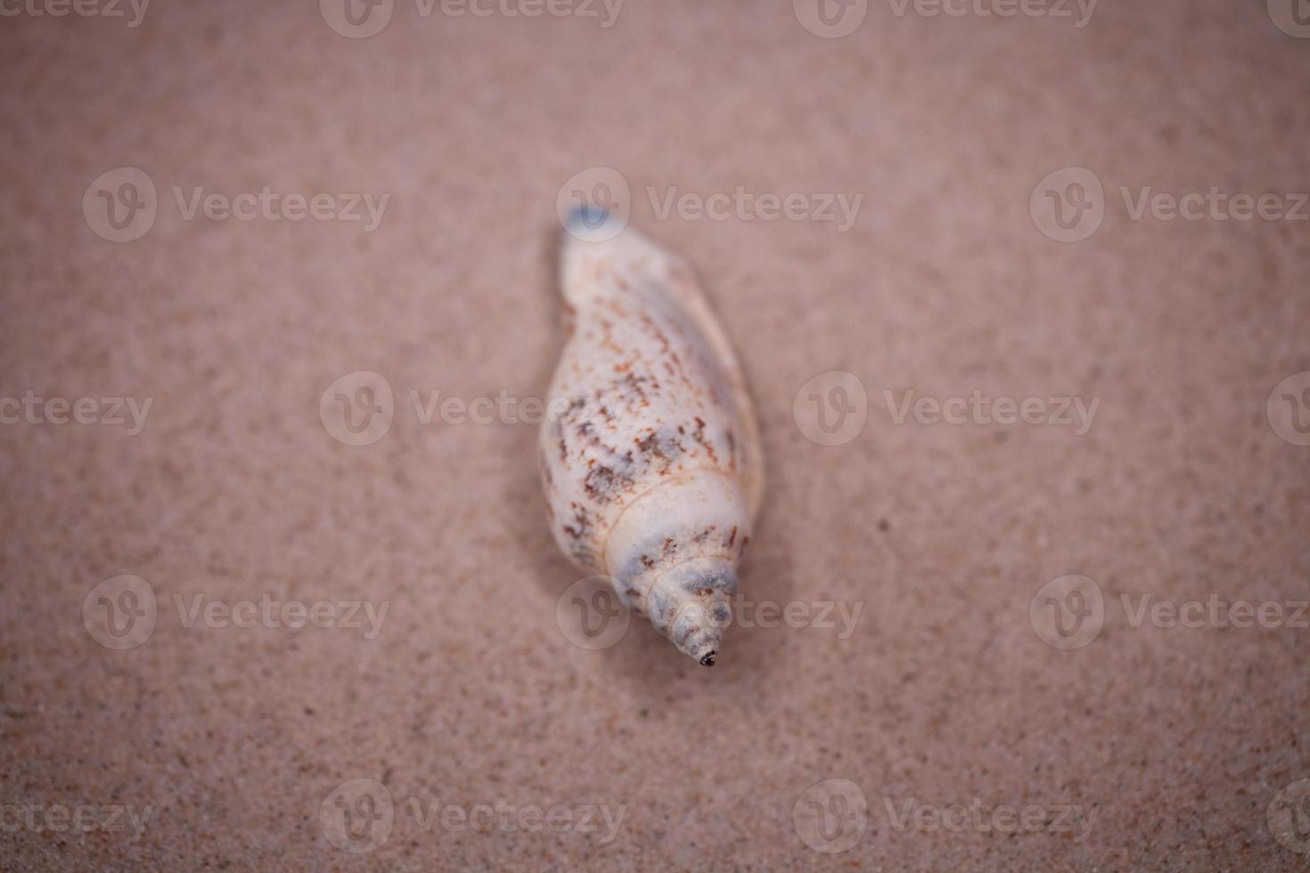 shell sand background photo