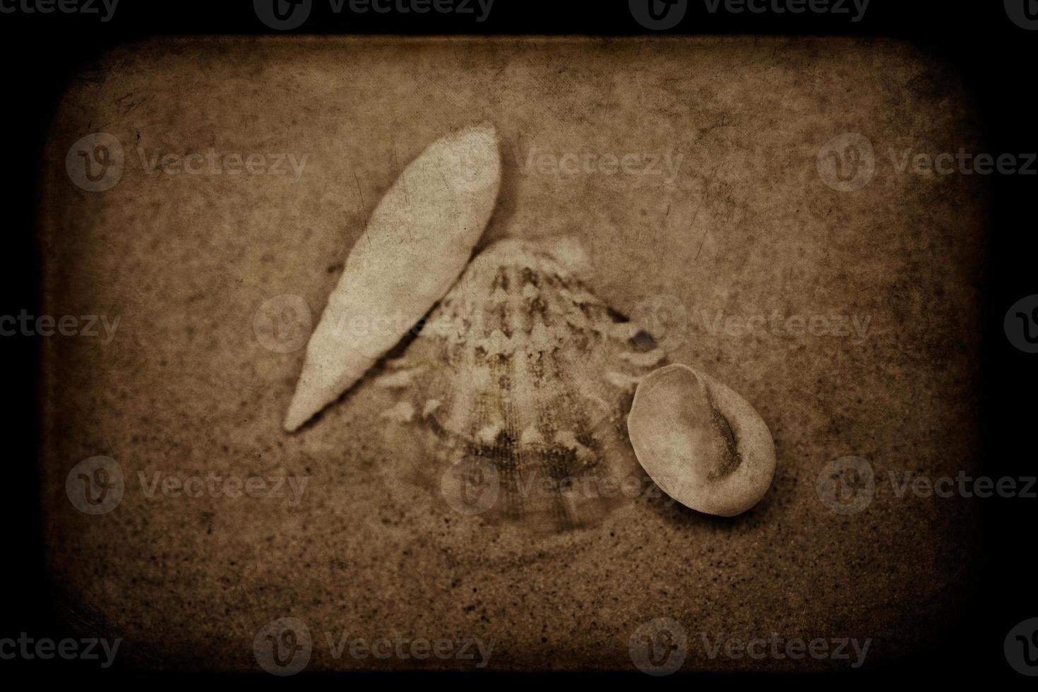 shell sand background photo