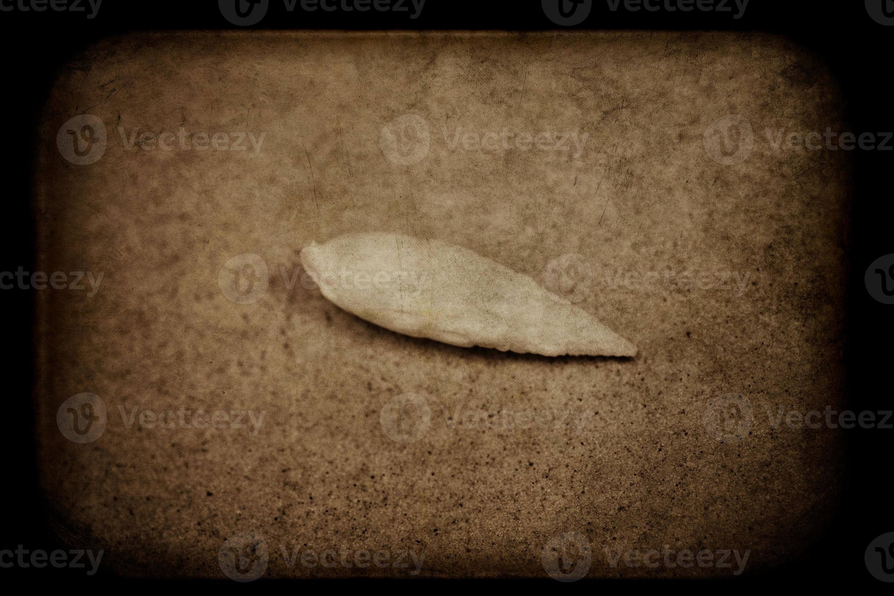 shell sand background 22917862 Stock Photo at Vecteezy