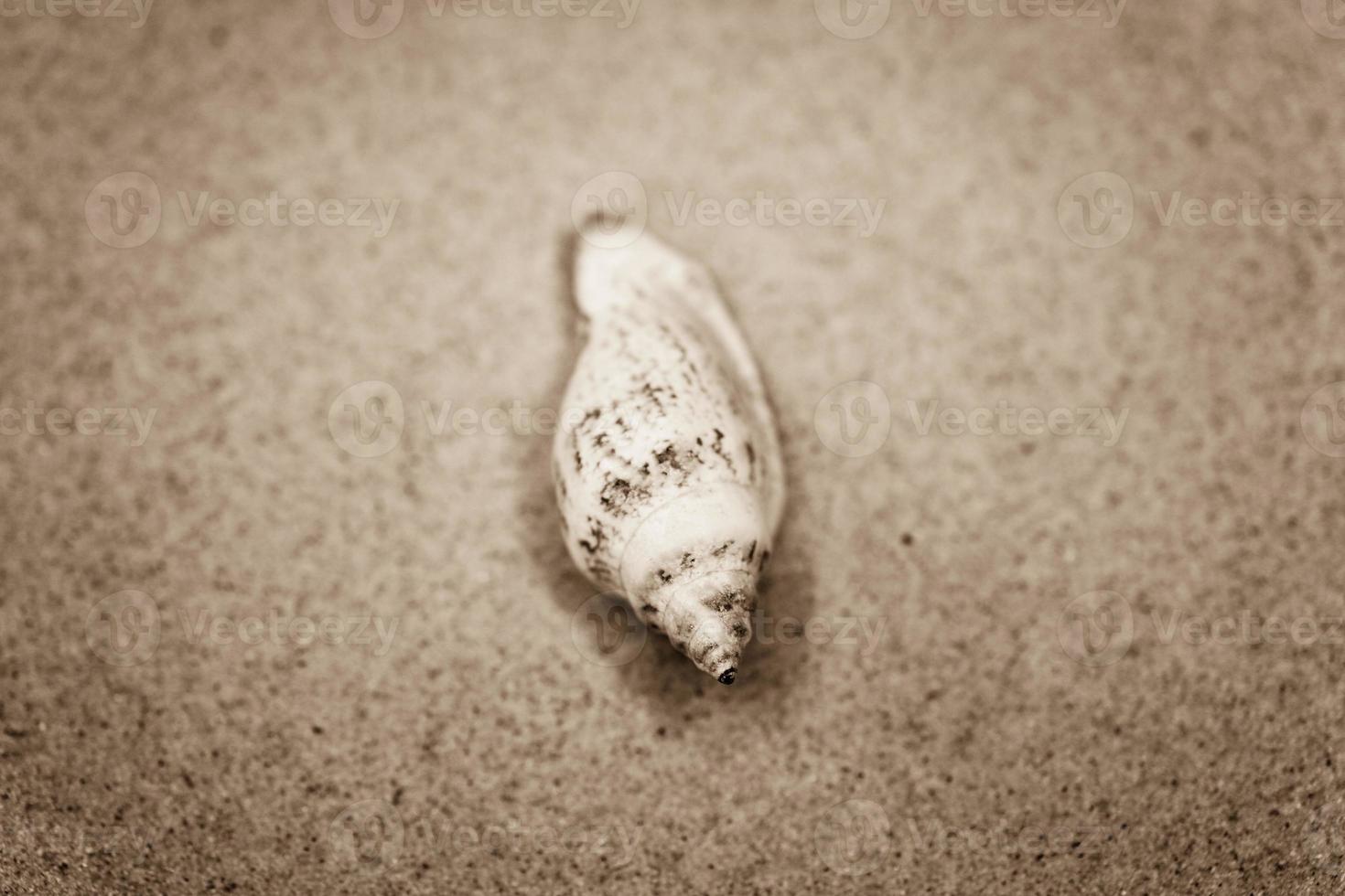 shell sand background photo