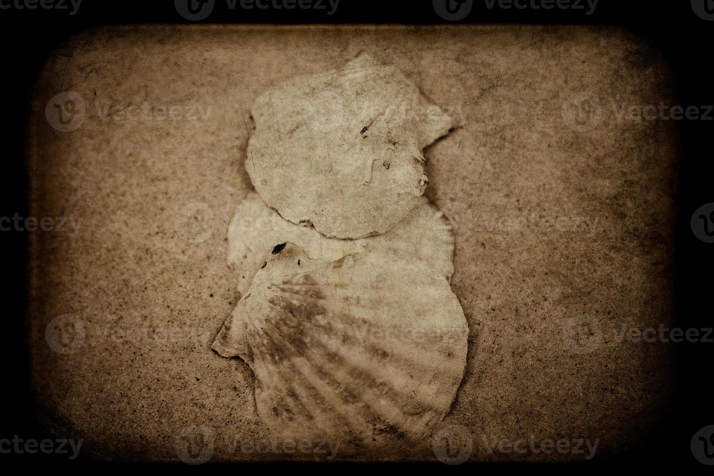 shell sand background photo