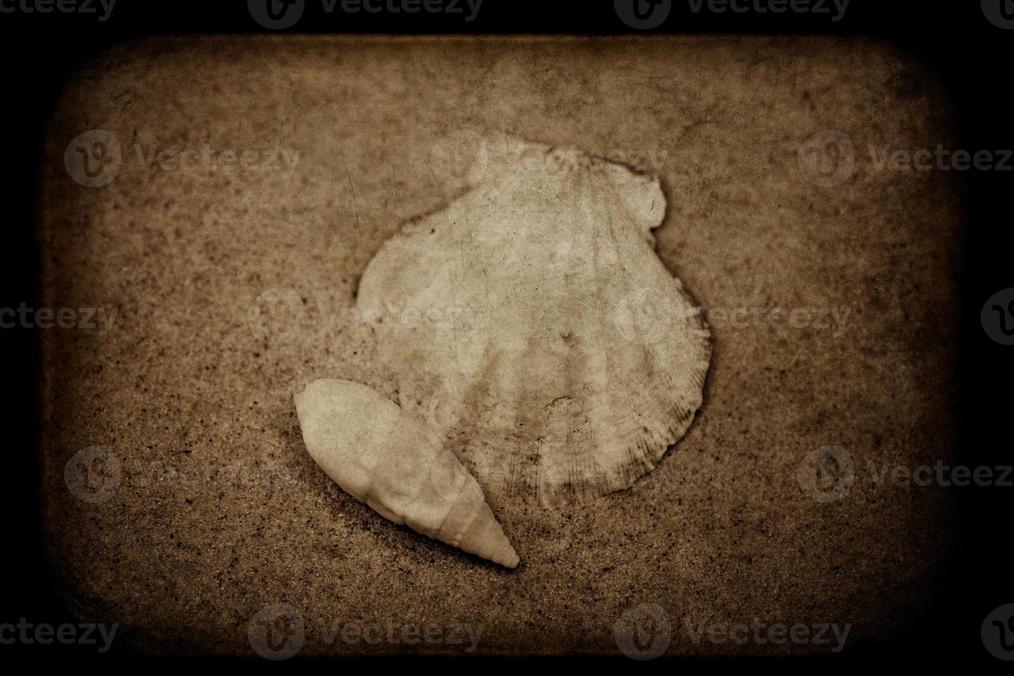 shell sand background photo