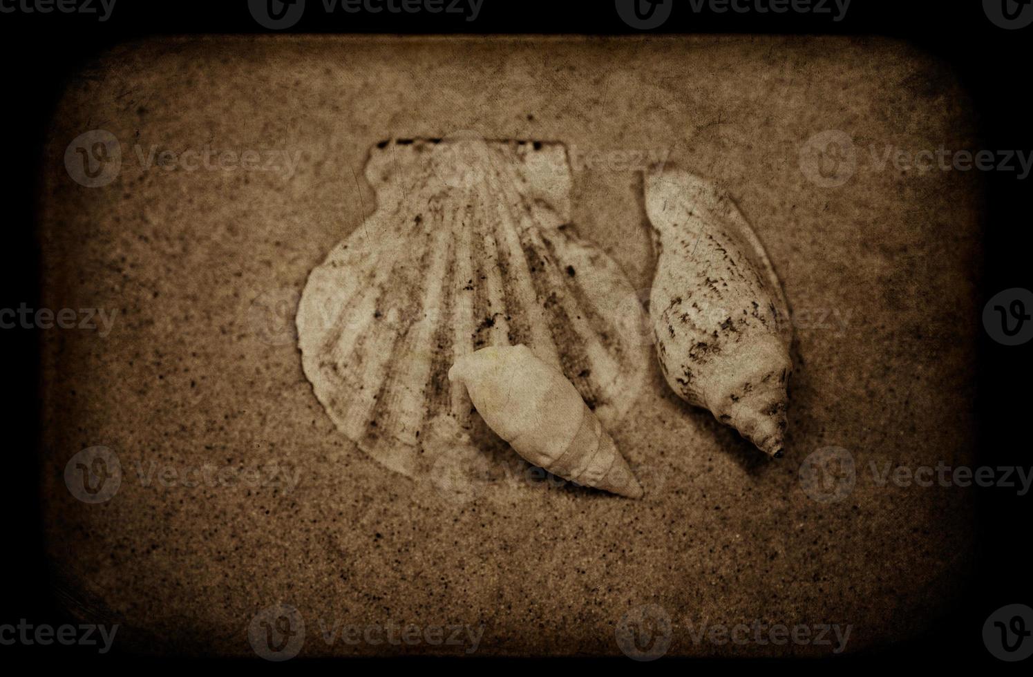 shell sand background photo