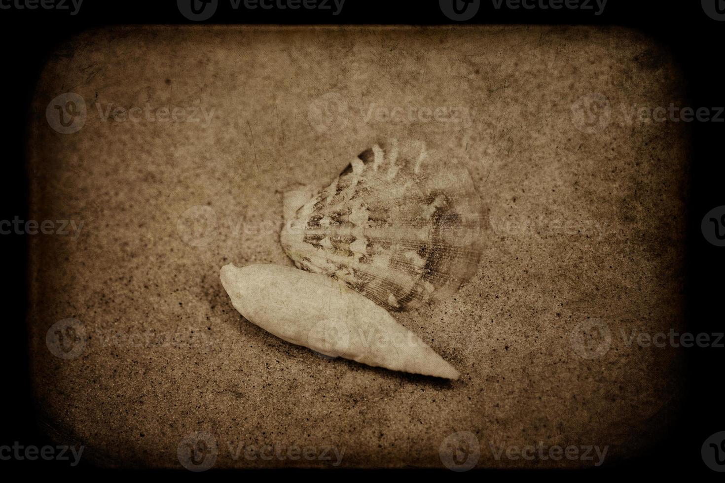 shell sand background photo