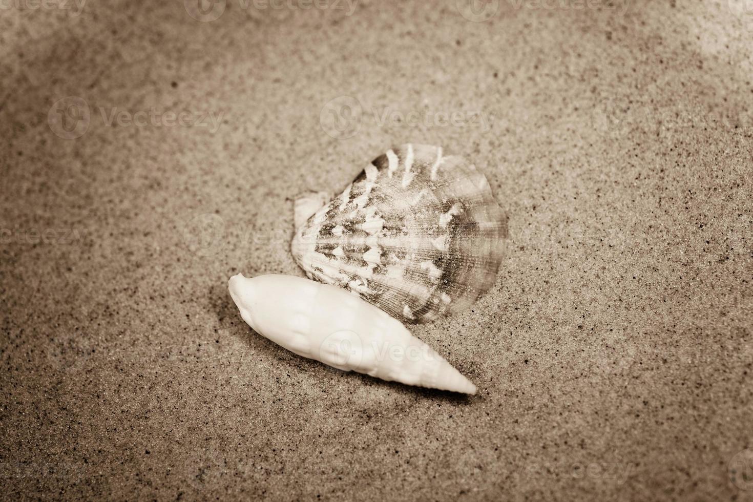 shell sand background photo