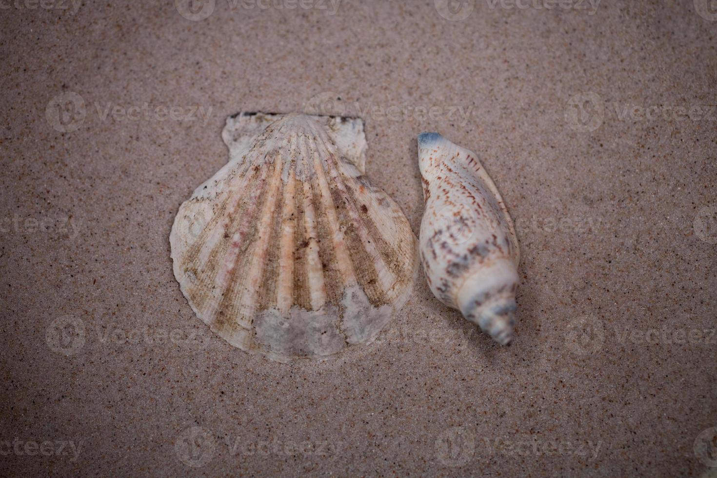 shell sand background photo