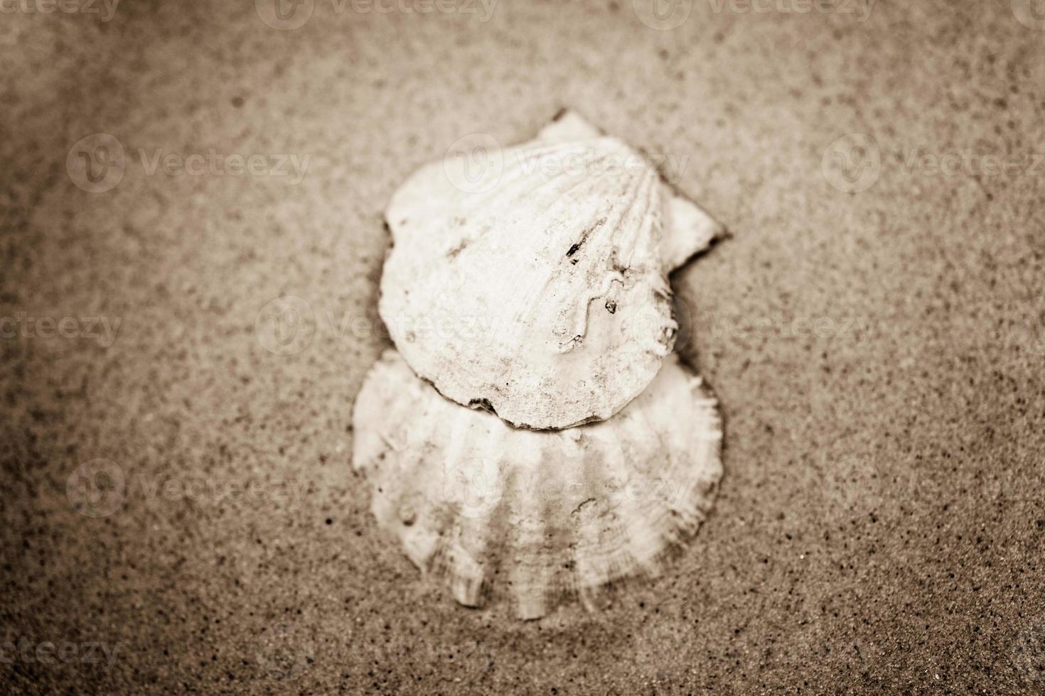 shell sand background photo