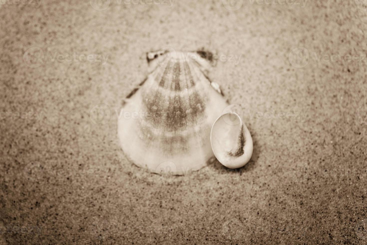 shell sand background photo