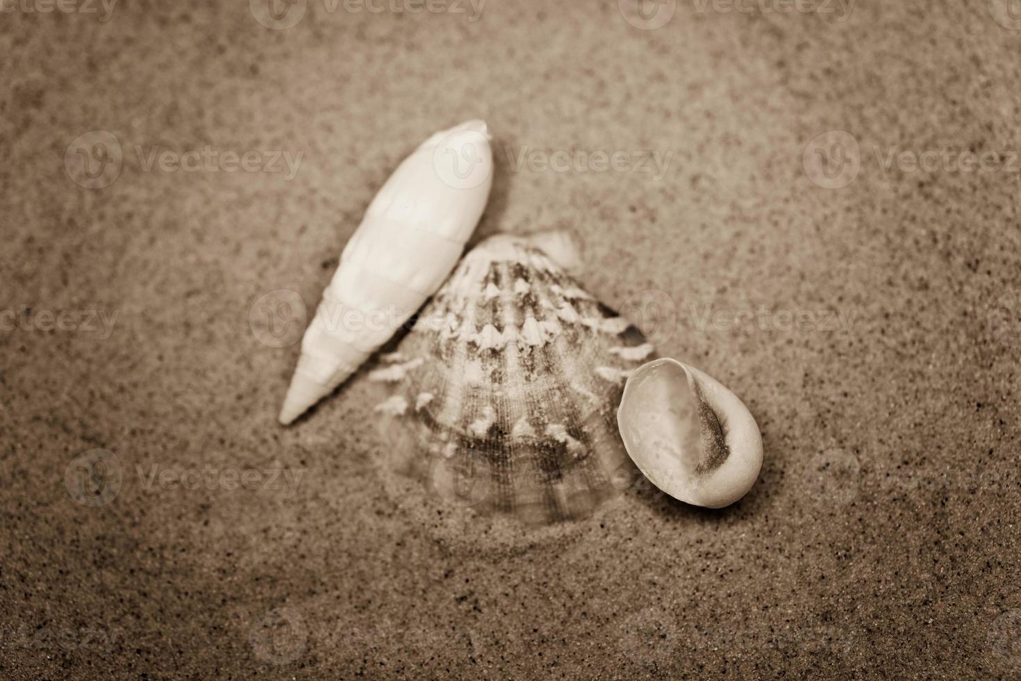 shell sand background photo