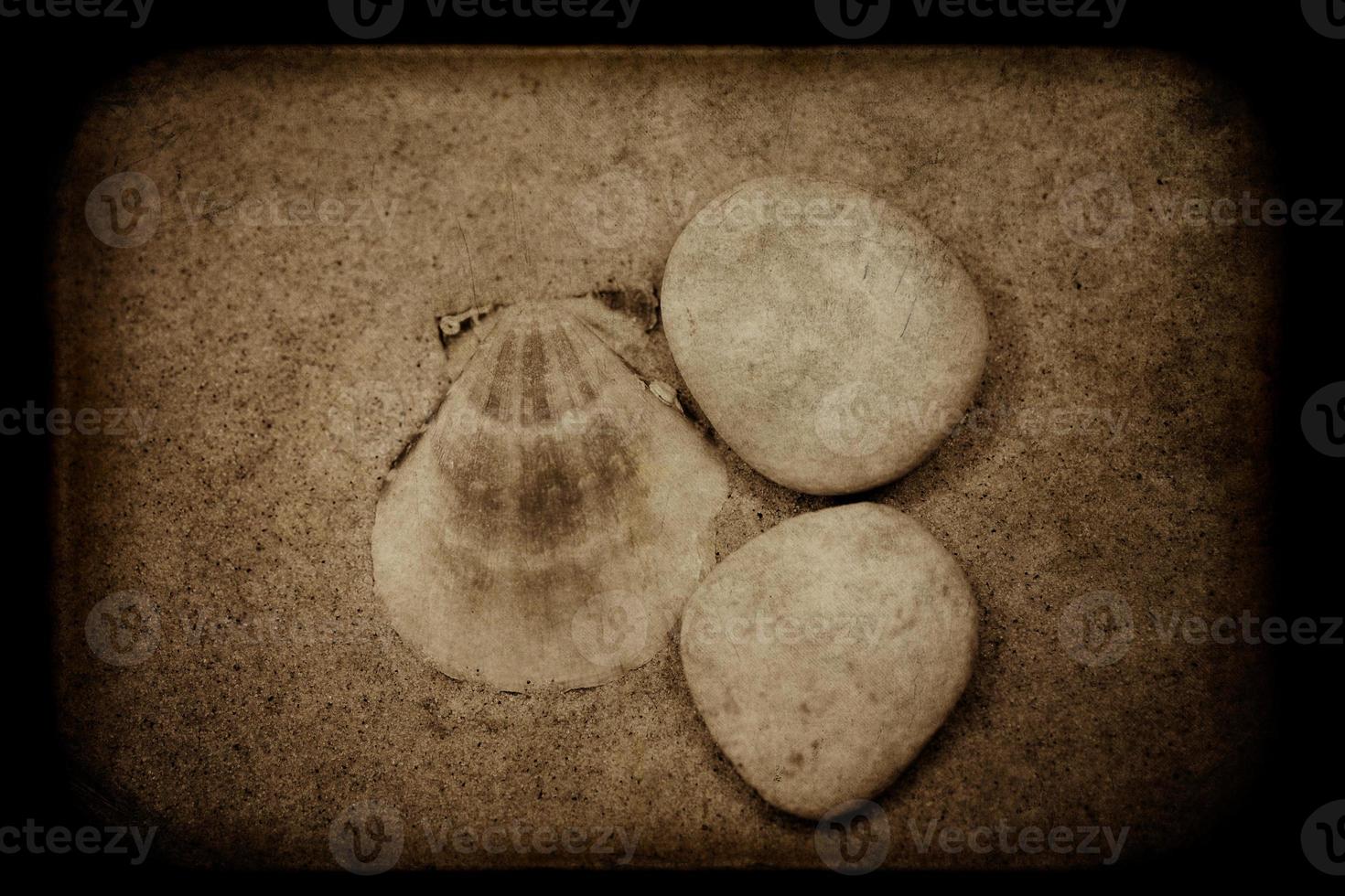 shell sand background photo