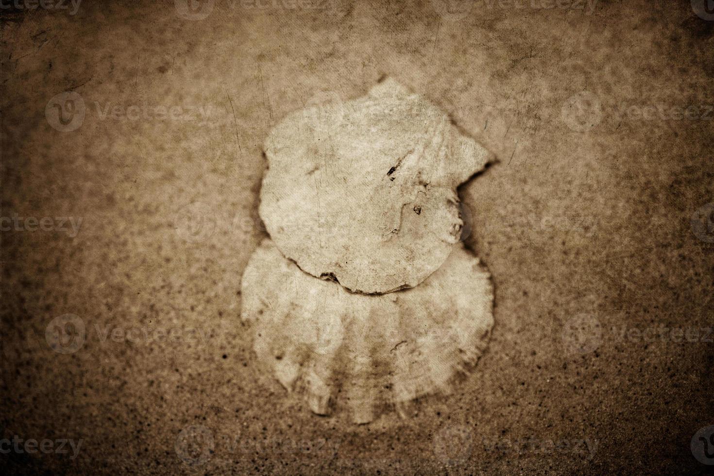 shell sand background photo