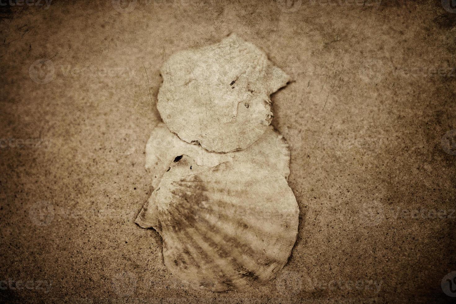 shell sand background photo