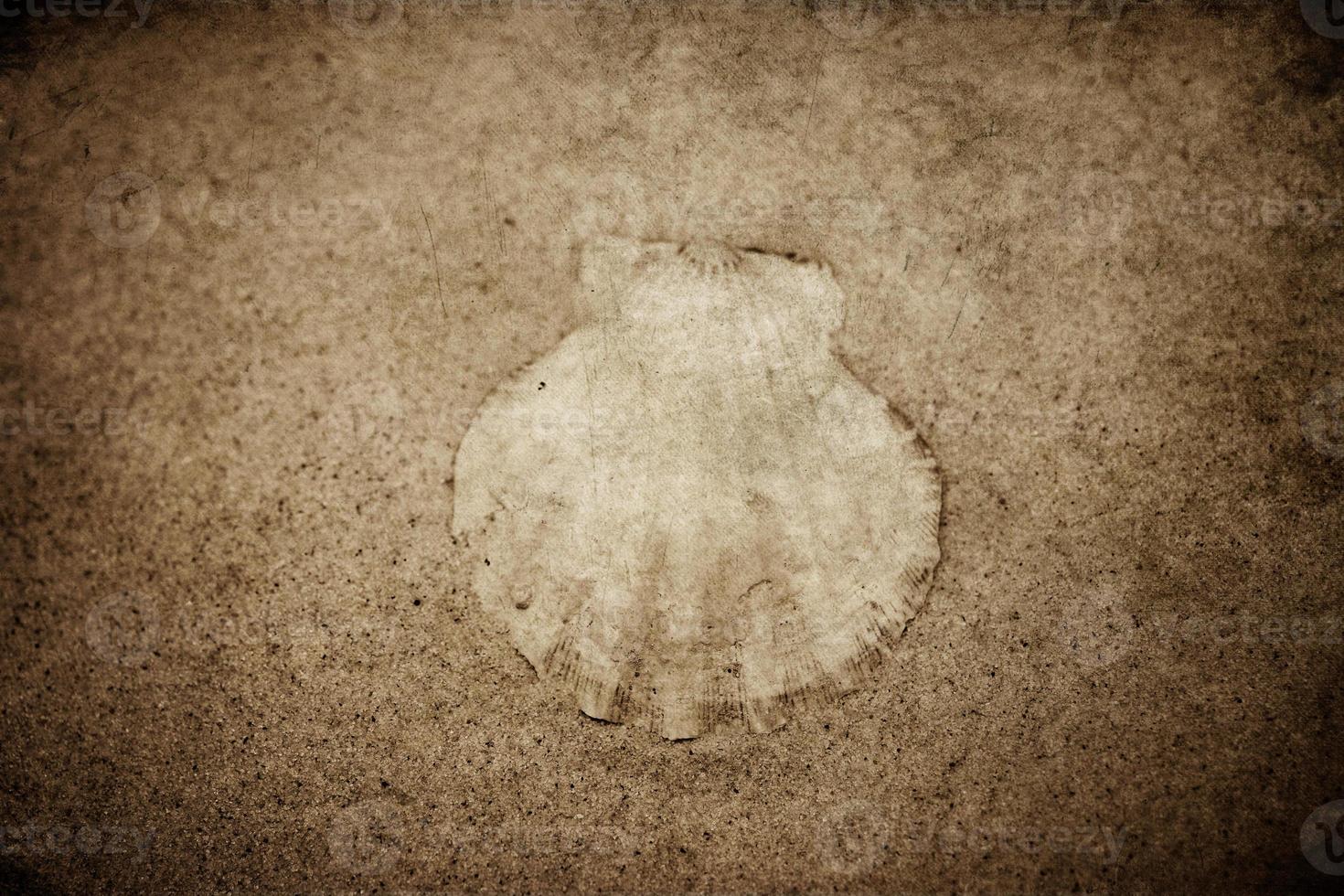 shell sand background photo