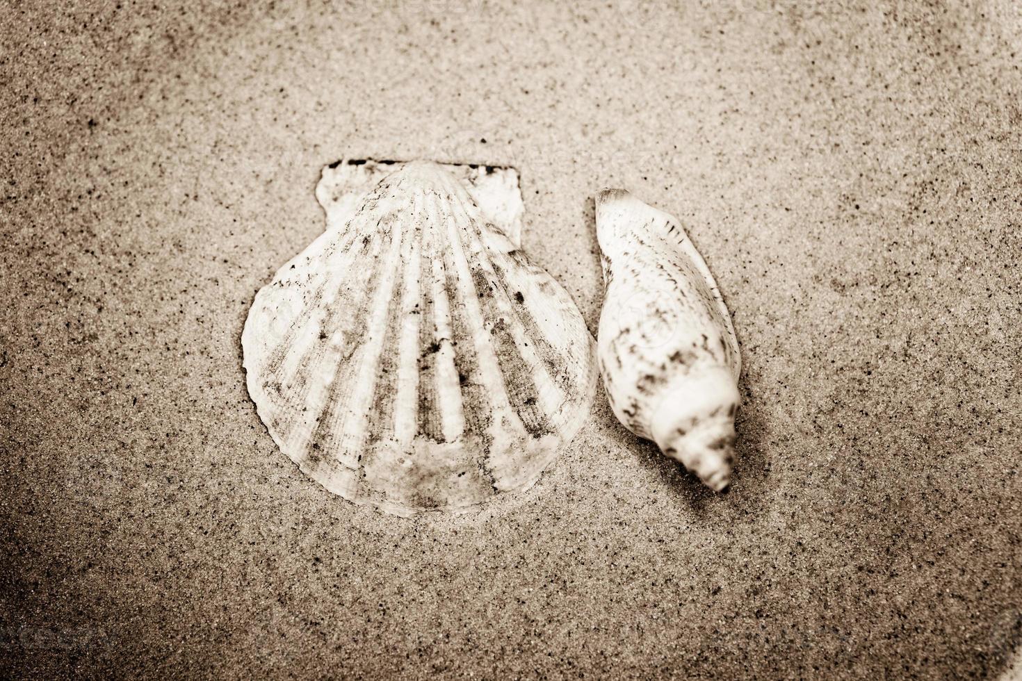 shell sand background photo