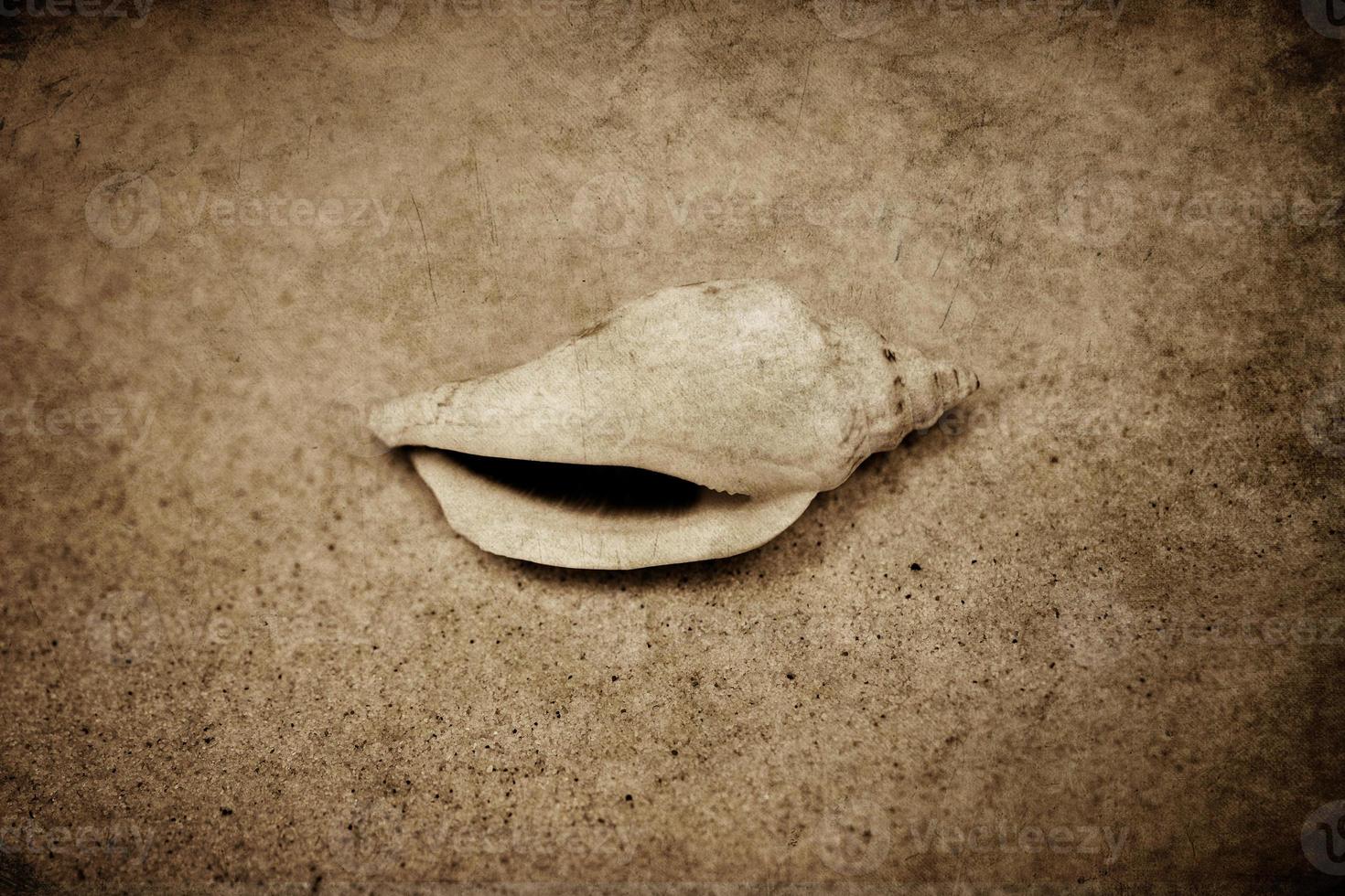 shell sand background photo