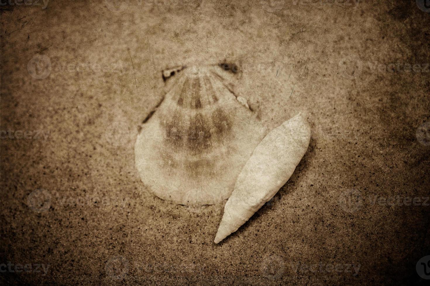 shell sand background photo